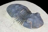 Paralejurus Trilobite Fossil - Foum Zguid, Morocco #75479-2